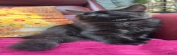 Mixed Breed cats for sale: Stunning kittens 🐈‍⬛  - Advert 6
