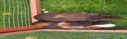 Guinea Pig rodents for sale: Baby guinea pigs! - Advert 3