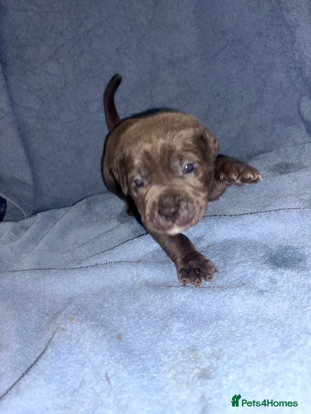 Cane Corso dogs for sale: 🏆 CHAMPION CANE CORSO PUPS 🏆/KC REGISTERED MERLE - Advert 28