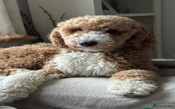 Australian Labradoodle dogs for sale: READY NOW! Stunning Lab x Australian Labradoodles - Image 26