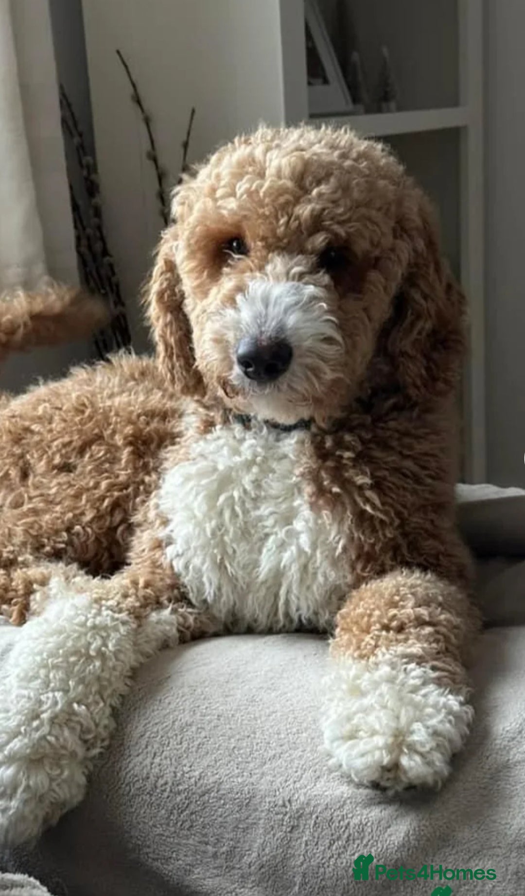 Australian Labradoodle dogs for sale: READY NOW! Stunning Lab x Australian Labradoodles - Image 26