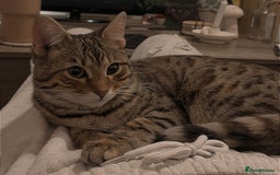 Mixed Breed cats for sale: 2 male Bengal mix kittens (ginger, black/grey) - Advert 2
