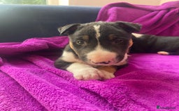 Mixed Breed dogs for sale: Beautiful pups 6 Males - Image 13
