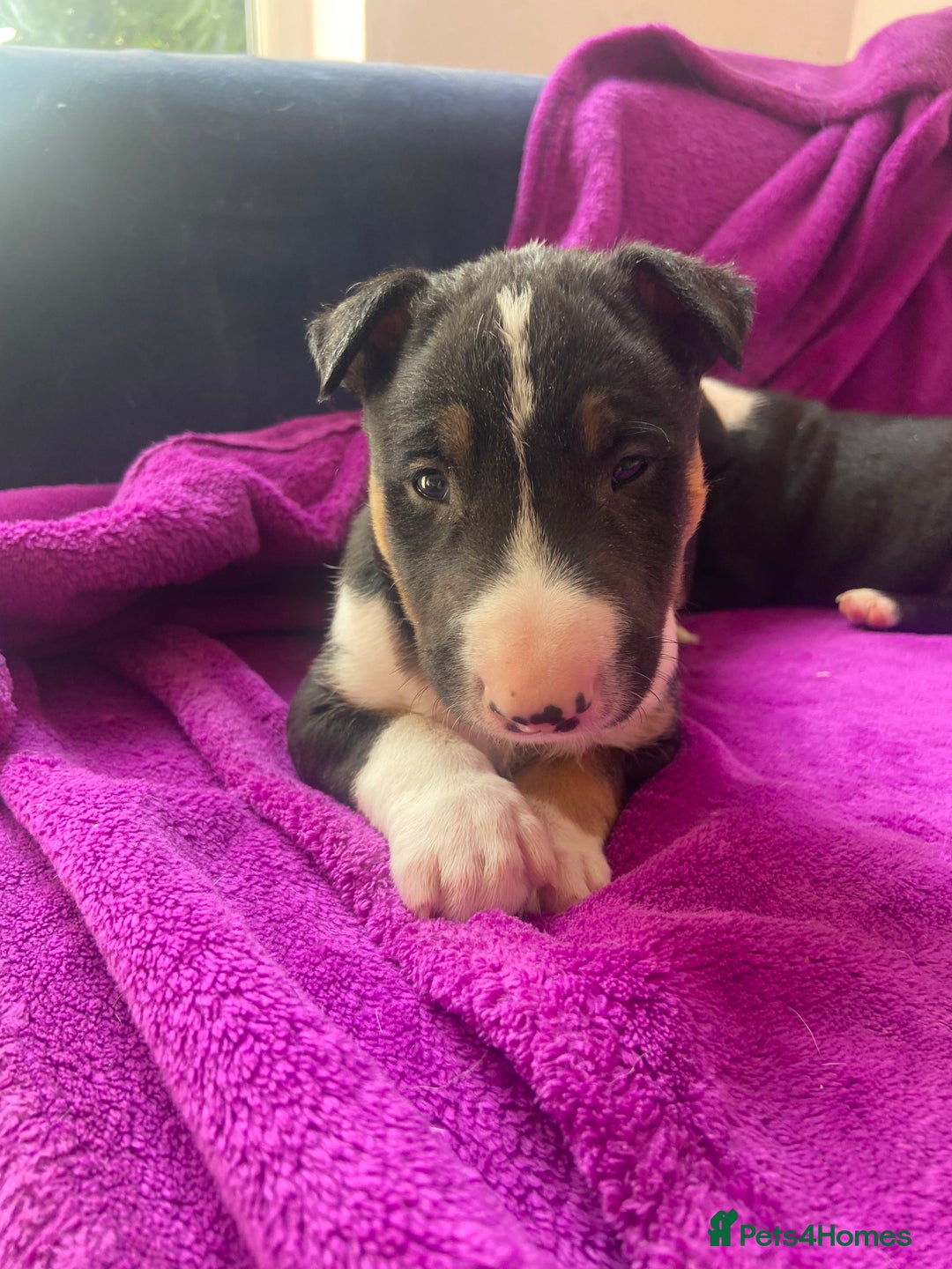 Mixed Breed dogs for sale: Beautiful pups 6 Males - Image 13