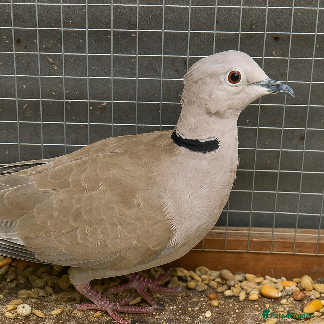 Doves birds for sale: Ring neck doves - Image 2