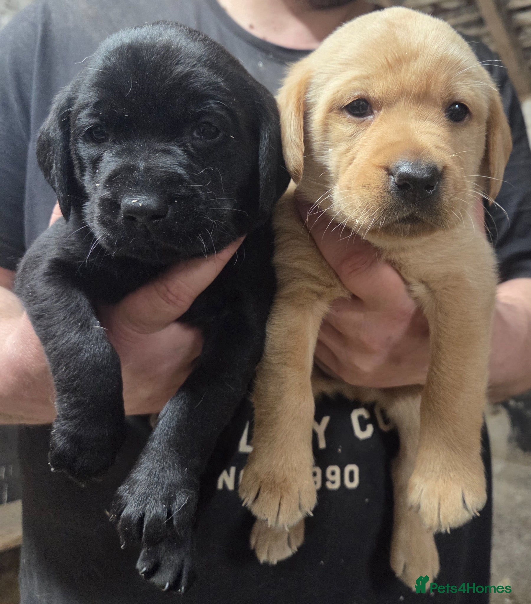 Labrador Retriever dogs Kc labrador puppies  - Advert 2