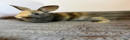 French Lop rabbits for sale: 5 baby rabbits ready to go now - Advert 10