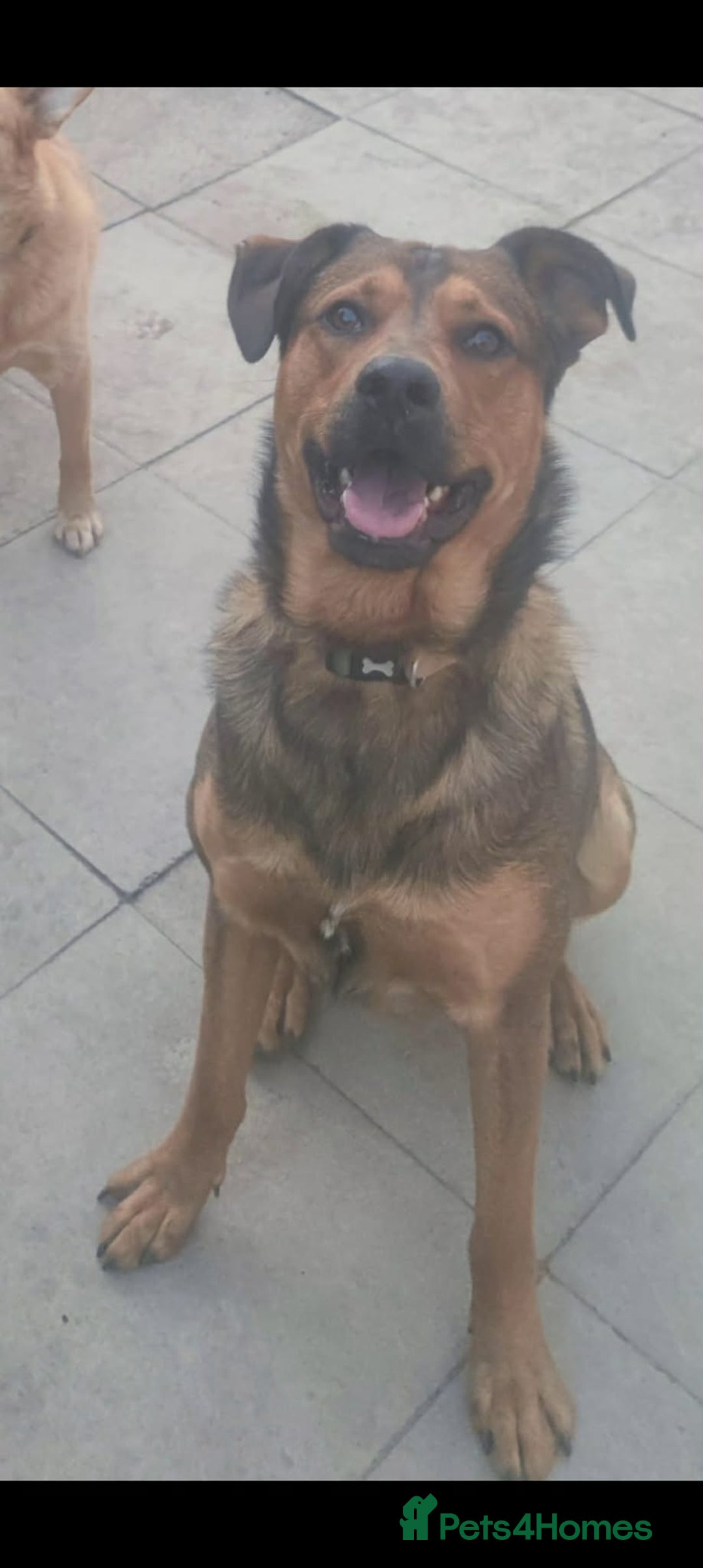 Mixed Breed dogs for sale: URGENT HOME NEEDED BY 03 JAN 2026 - Advert 8