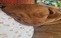 Miniature Dachshund dogs for sale: Chocolate & Red Mini Daxies - Image 24