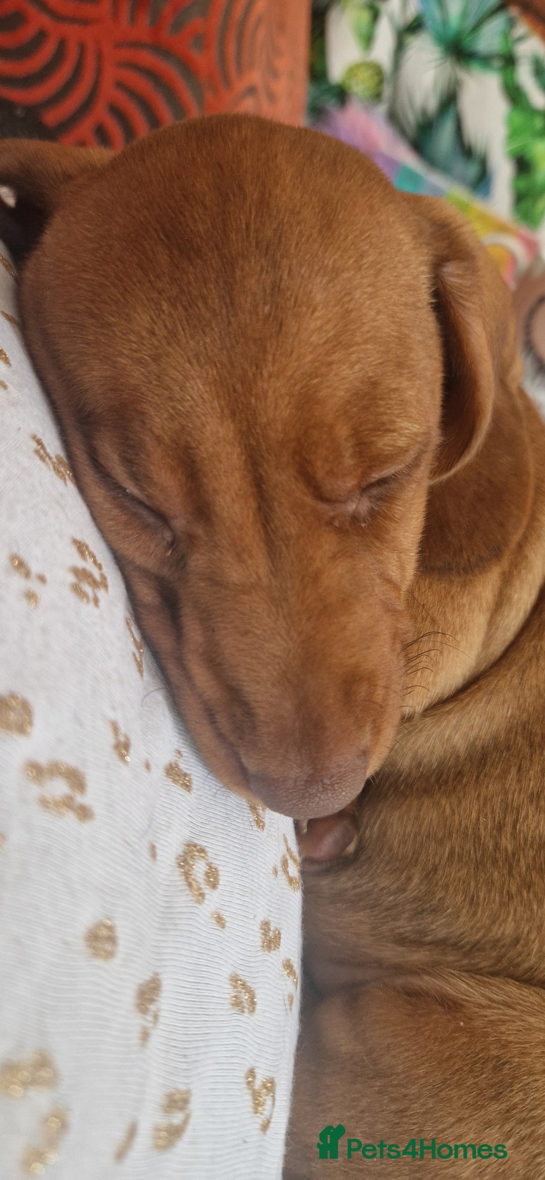 Miniature Dachshund dogs for sale: Chocolate & Red Mini Daxies - Image 24