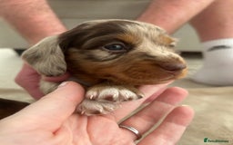Miniature Dachshund dogs for sale: Stunning Kc Reg Long Hair Mini Dachshund puppies  - Image 34