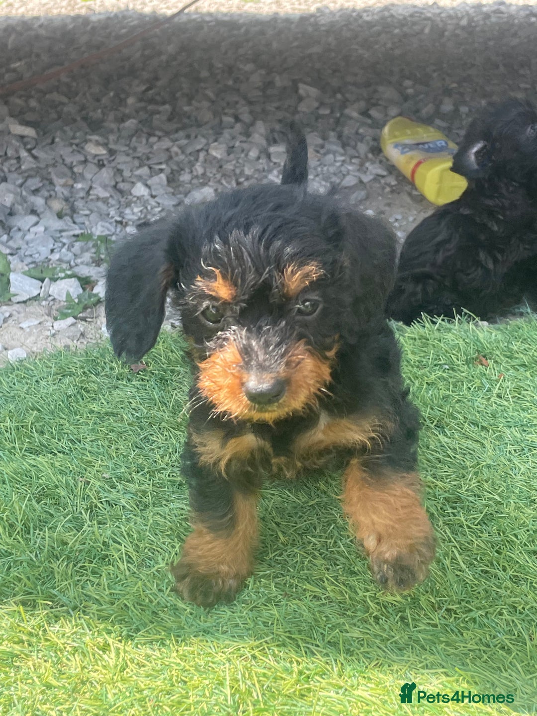 Doxiepoo dogs for sale: Doxiepoos - Image 25