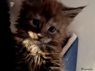 Maine Coon cats - Advert 1