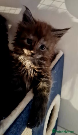 Maine Coon cats - Advert 2