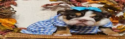 English Bulldog dogs for sale: Beautiful rainbow quality litter  - Advert 8
