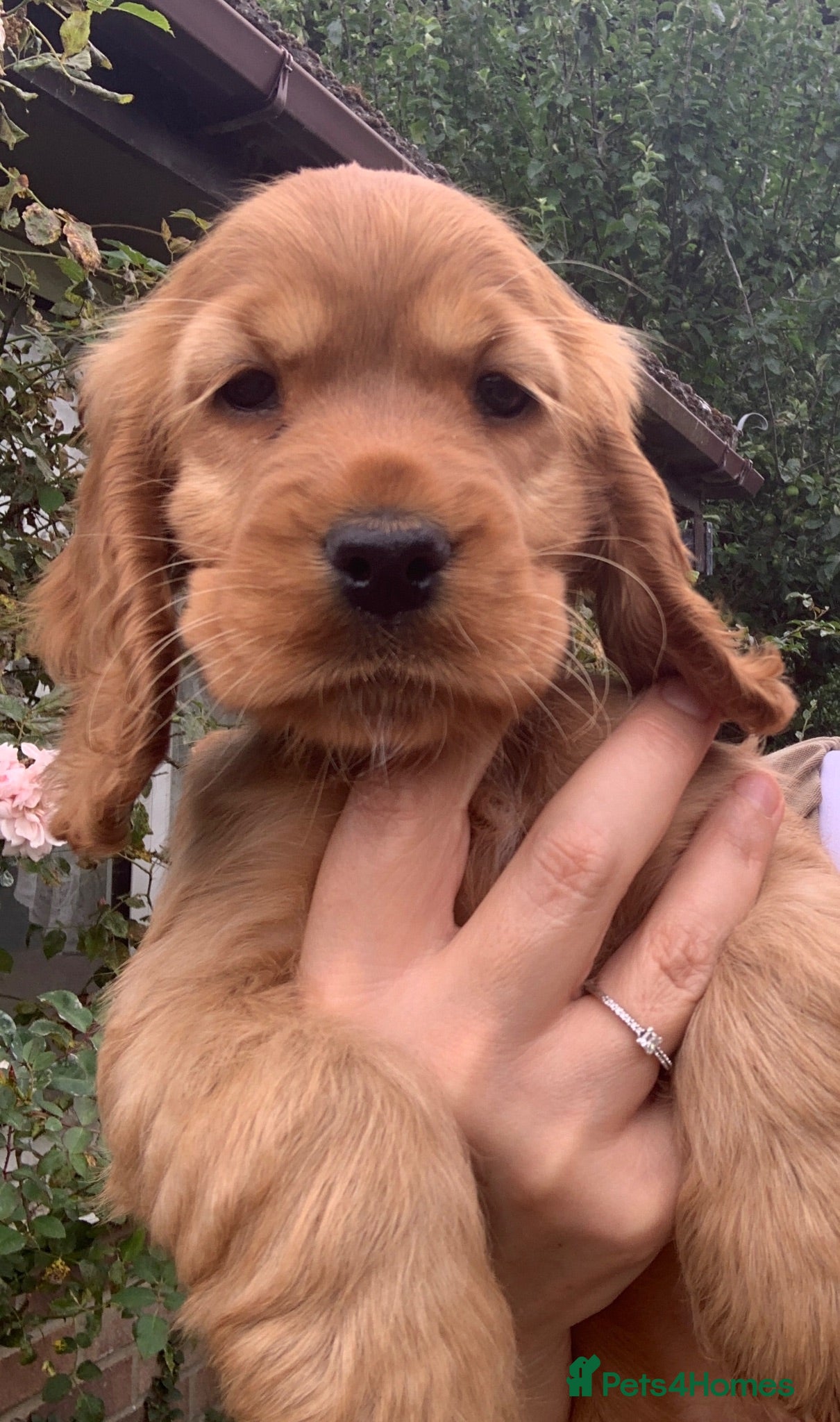 Cocker Spaniel dogs READY NOW 🐶 Show Cocker Spaniels KC Reg - Advert 2