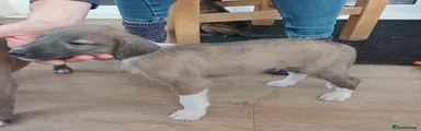 Mixed Breed 2
