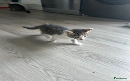 Domestic Shorthair cats for sale: Kittens looking for their forever home  - Image 8