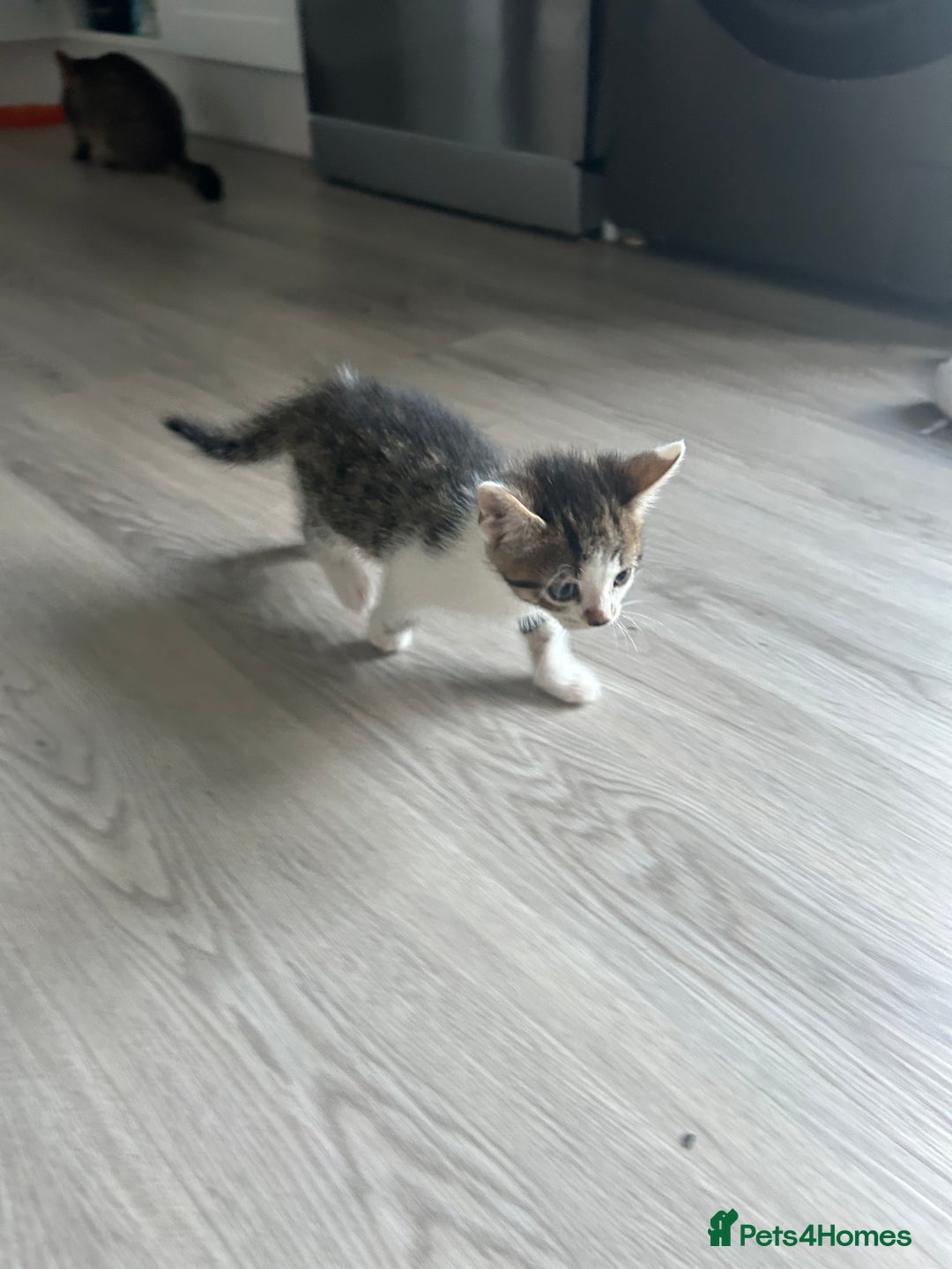 Domestic Shorthair cats for sale: Kittens looking for their forever home  - Image 8