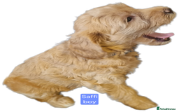 Labradoodle dogs for sale: Outstanding beautiful labradoodles F3b puppies - Image 9