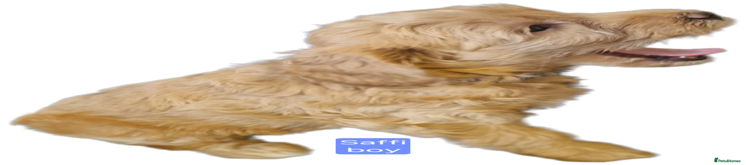Saffi