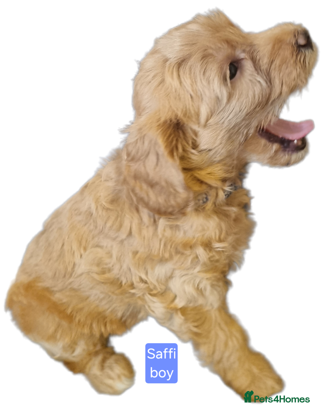 Labradoodle dogs for sale: Outstanding beautiful labradoodles F3b puppies - Image 9