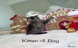 Mixed Breed cats for sale: Beautiful kittens 8 weeks old  - Advert 18