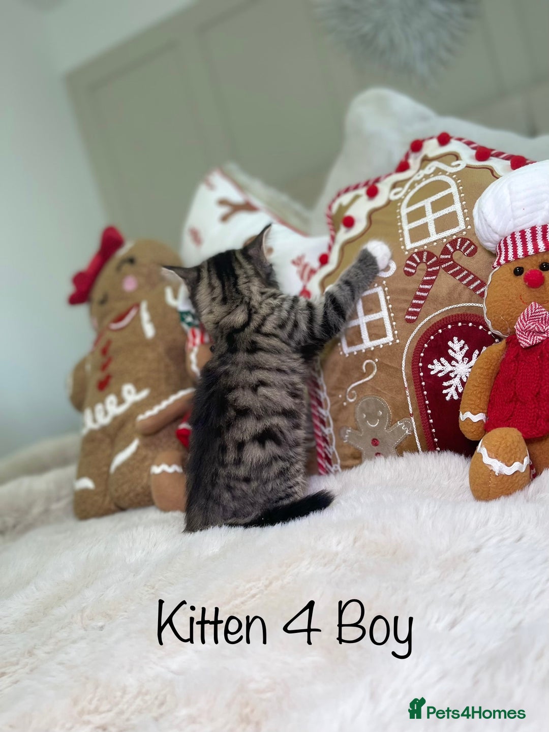 Mixed Breed cats for sale: Beautiful kittens 8 weeks old  - Advert 18