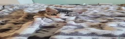 Mixed Breed cats for sale: Kittens for sale - Advert 19