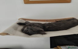 Ragcoon cats for sale: Maine coon X Ragdoll kitten - Image 4