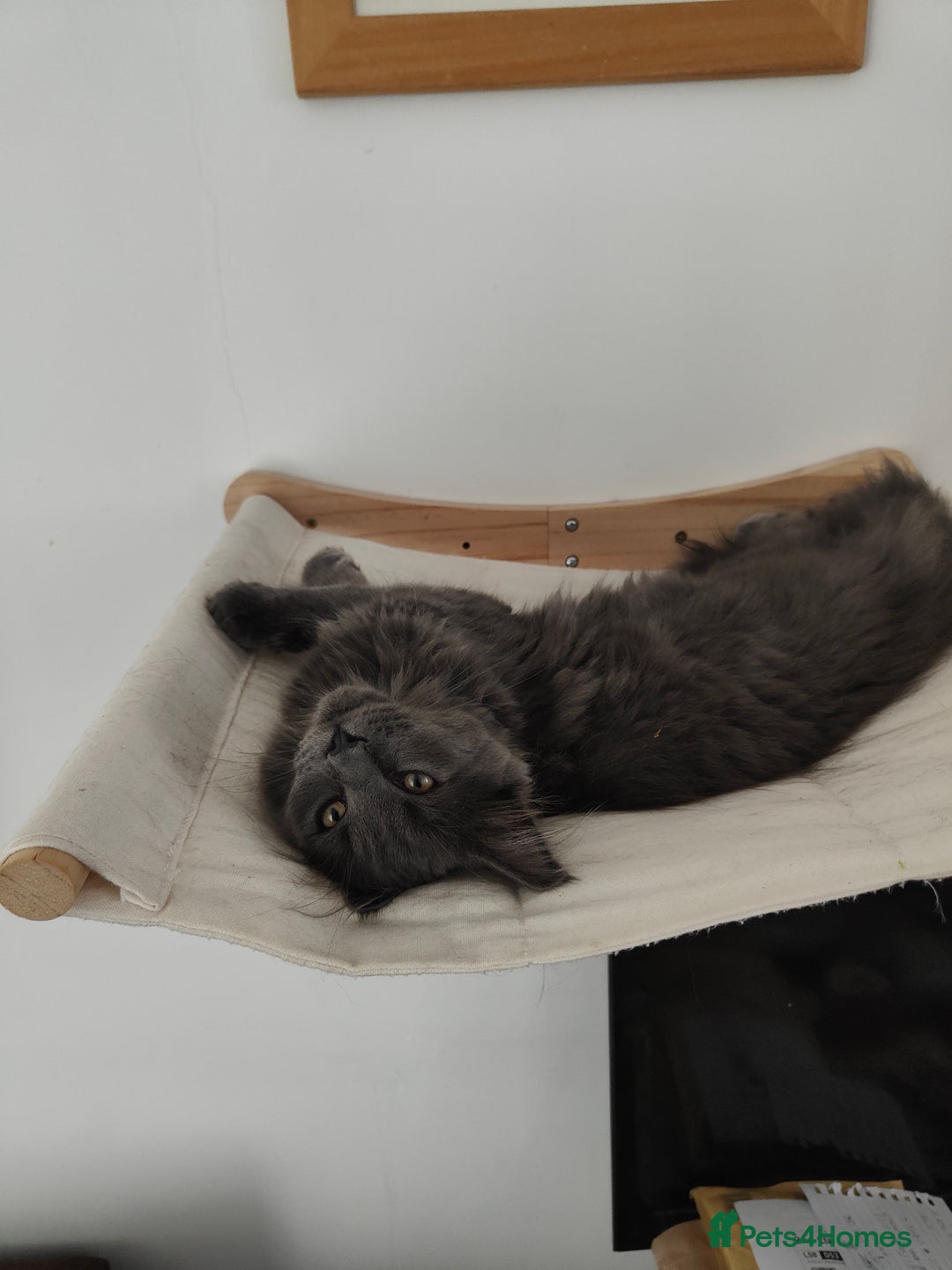 Ragcoon cats for sale: Maine coon X Ragdoll kitten - Image 4