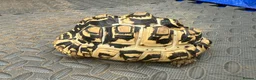 Tortoise reptiles for sale: Leopard tortoise  in Chesham - Advert 3