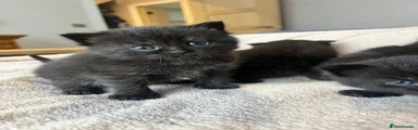 Scottish Fold 2