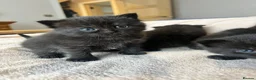 Scottish Fold cats for sale: Adorable Scottish fold Kitten - Advert 14