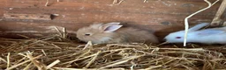 Mixed Breed rabbits for sale: Lion head x lops ready now  - Advert 3
