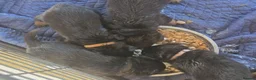 Rottweiler dogs for sale: 🫶🏻european🥹Favourable❤️‍🩹rotties for sweet hom in Cwmbran - Advert 5