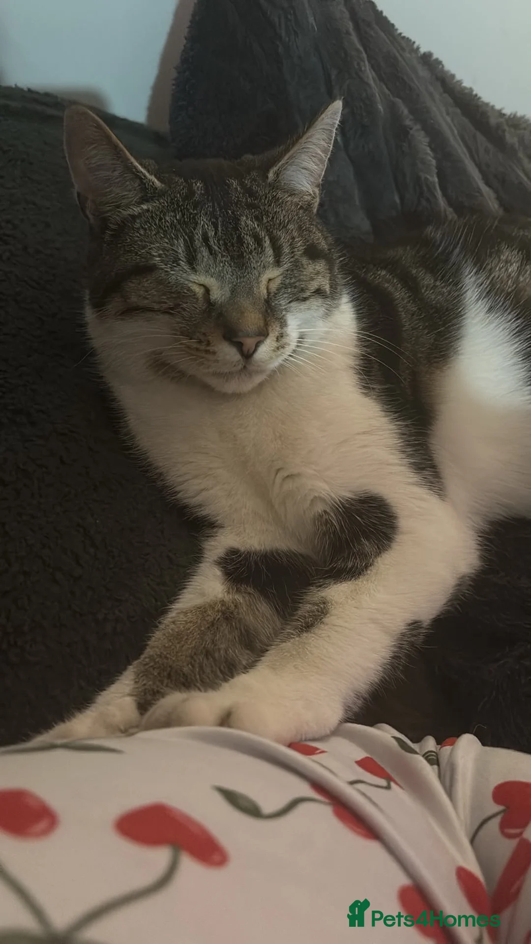 Domestic Shorthair cats for sale: Toastie  - Advert 2