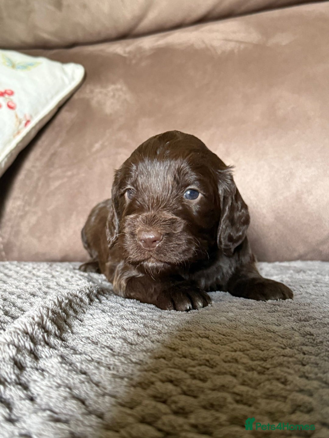 Cockapoo dogs for sale: F1 Cockapoos 5⭐️ Licensed Breeder Fully DNA Tested - Advert 7