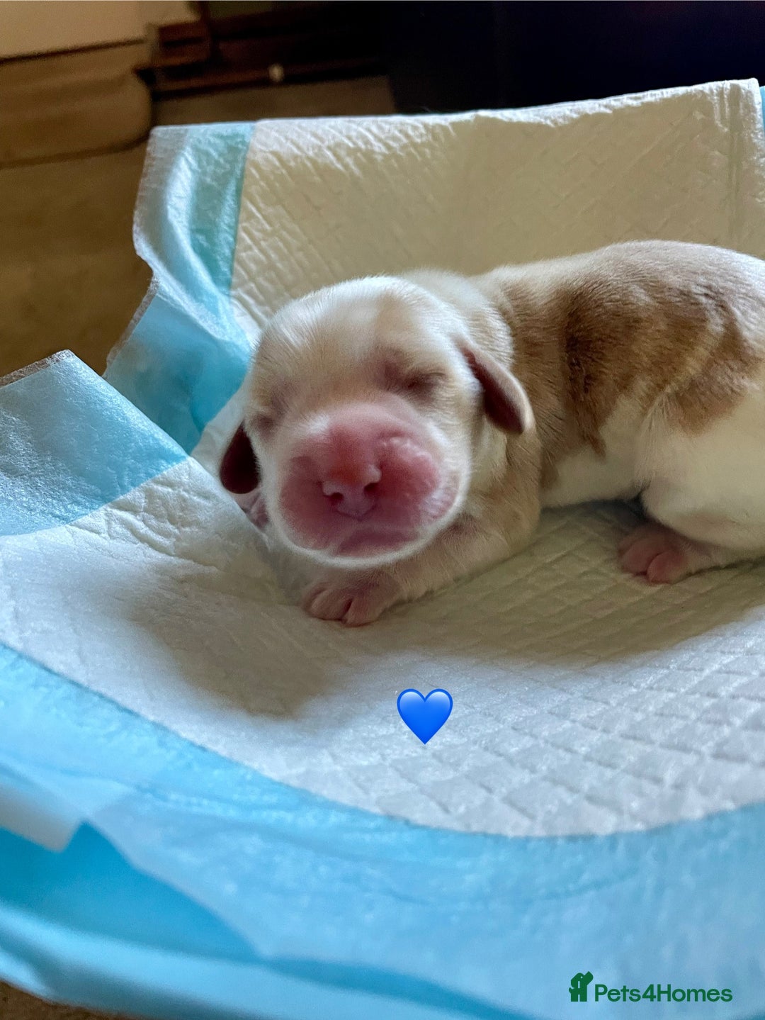 Cocker Spaniel dogs for sale: Your “furever” friend is here - Advert 13