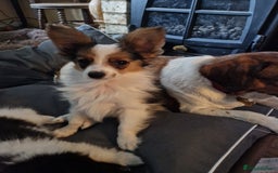 Papillon dogs for sale: Beautiful, Papillon boys in Cambridge - Image 18