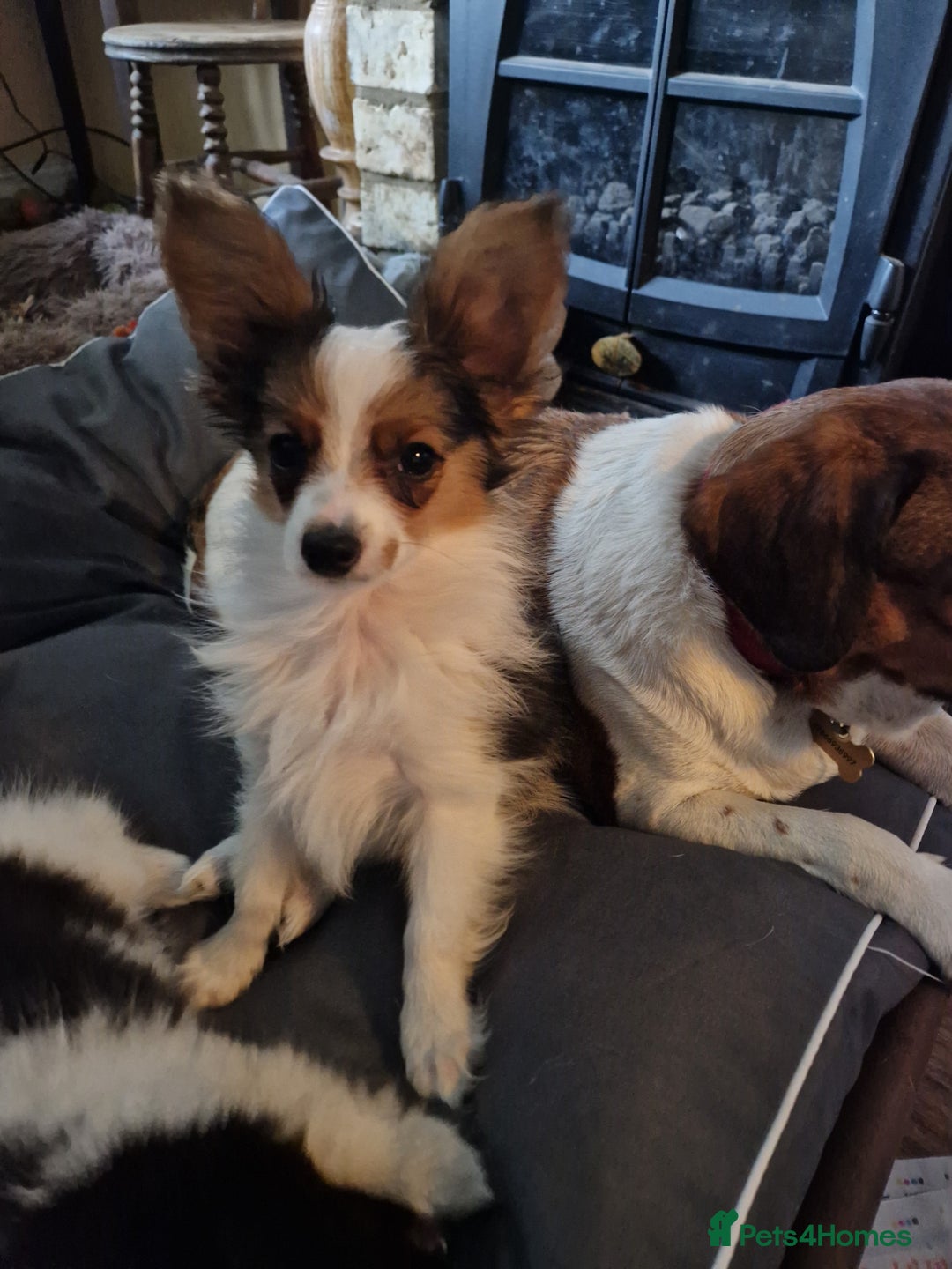 Papillon dogs for sale: Beautiful, Papillon boys in Cambridge - Image 18