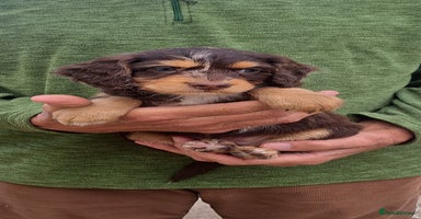 Cockapoo dogs - Advert 1