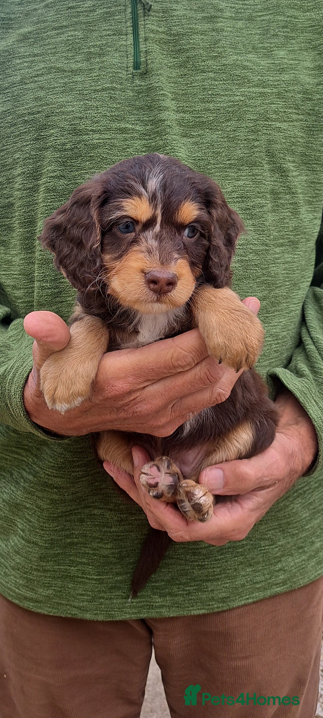 Cockapoo dogs for sale: F1 Cockapoo Puppies - Image 3