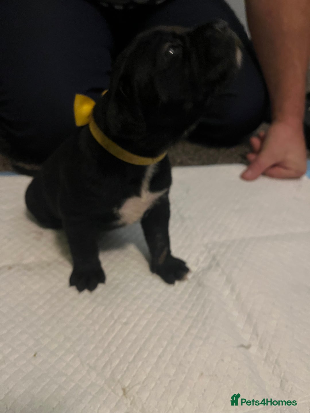 Cane Corso dogs for sale: Full Cane Corso Puppies x5 girls x5 Boys - Advert 11