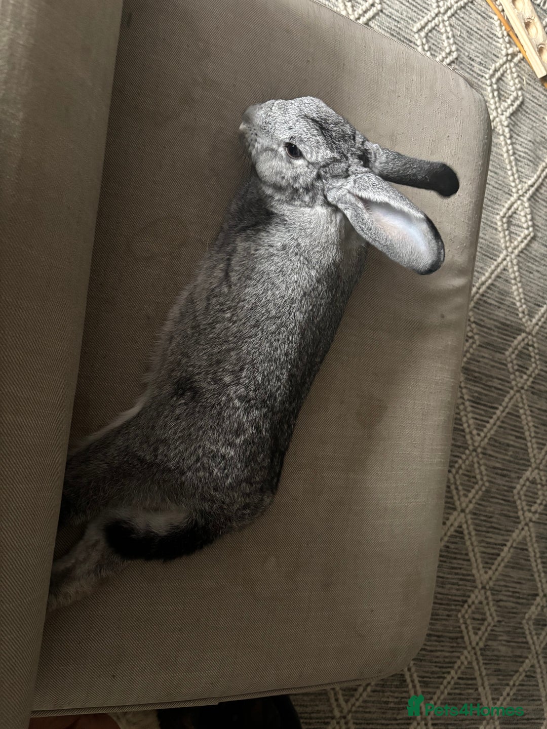 Mixed Breed rabbits for sale: Oliver. 10 months.  Neutered n vaccinated - Image 3