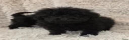 Toy Poodle dogs for sale: KC REGISTERED TOY POODLES FULLY HEALTH TESTED  - Advert 3