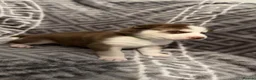 Siberian Husky dogs for sale: 4 beautiful husky puppy’s  in Seaham - Advert 3