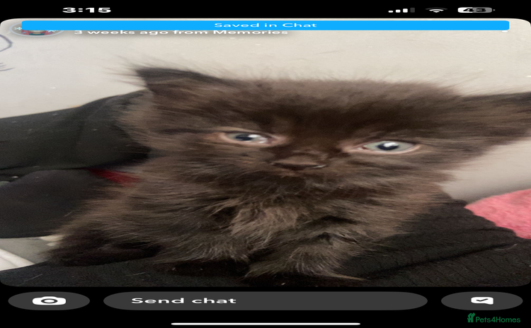 Maine Coon cats - Advert 2