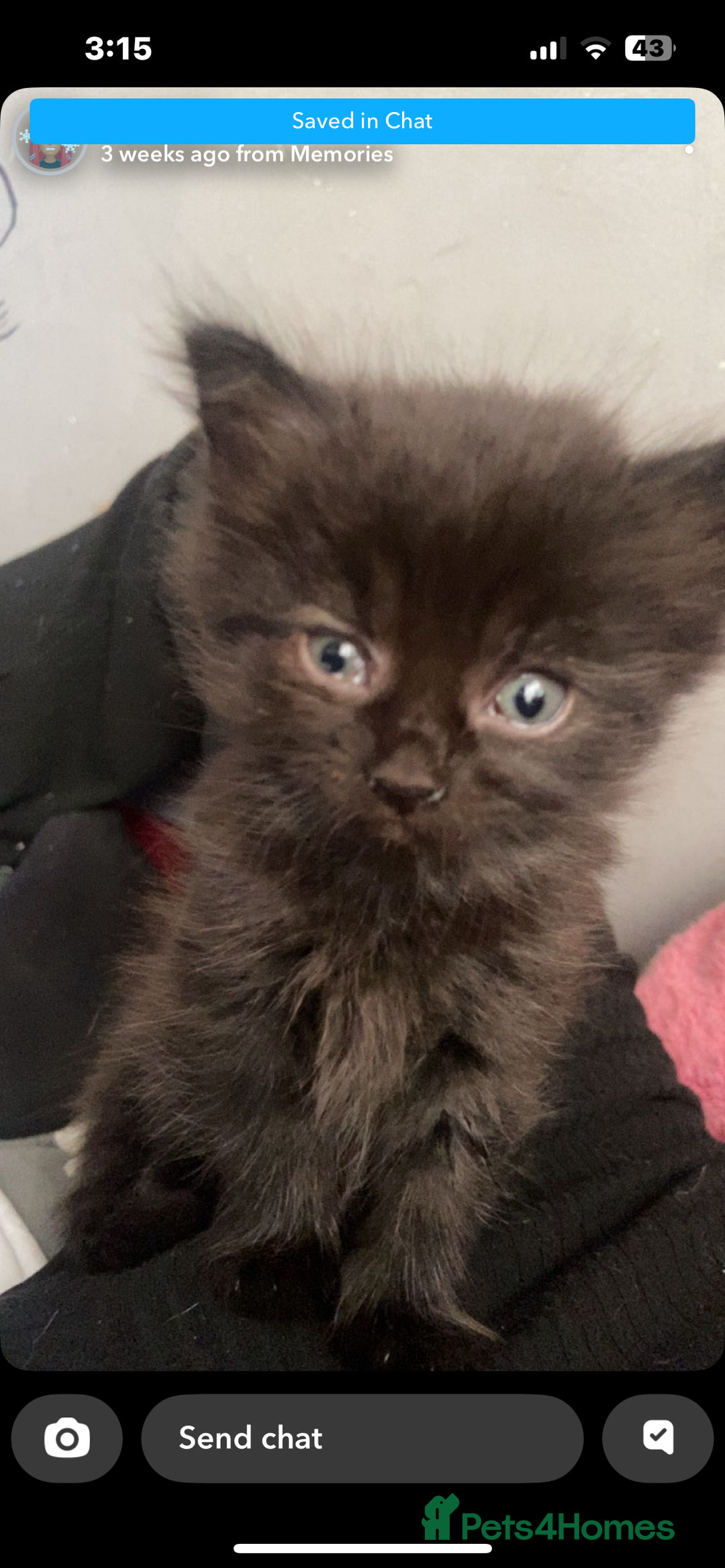 Maine Coon cats for sale: half maine coon kittens (2 females) - Image 1
