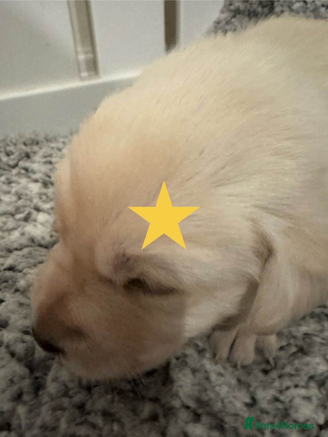 Labrador Retriever dogs for sale: Labrador Puppies – Licensed Breeder - Advert 6